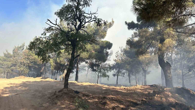 Gaziantep’te orman yangını